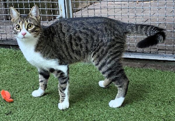 GATTO SILVESTRO Foto 4